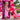 Yoga Baby - The Bellflower Collection - Bubblegum Razor Back Dress